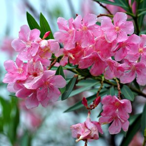 Nerium oleander  (Oleander obyčajný) ružový,  kont. C45L, výška: 170-200 cm, (-10/-12°C) - NA KMIENKU